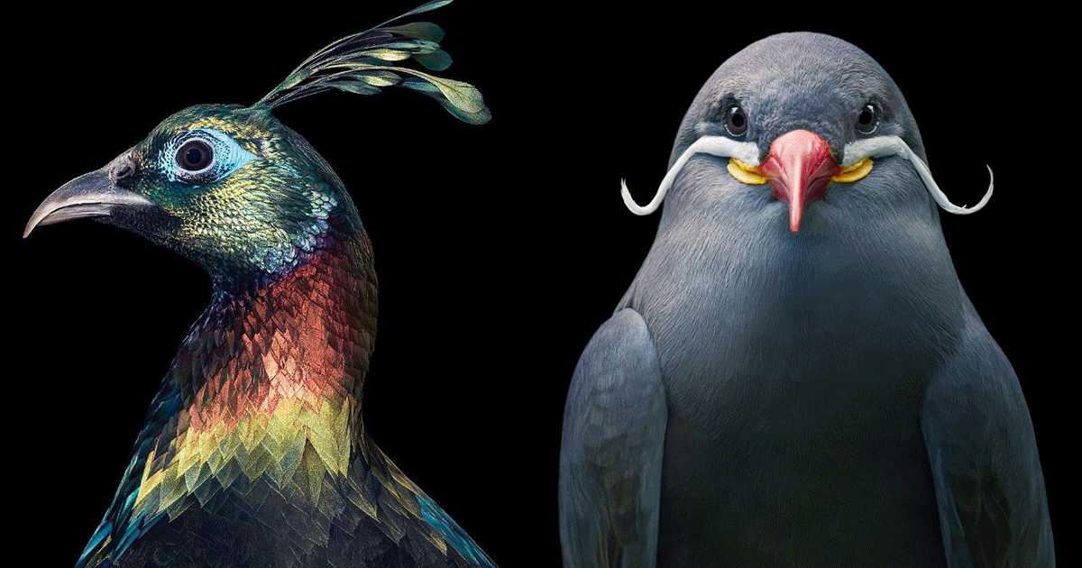 Photographs of Magnificent and Rare Birds