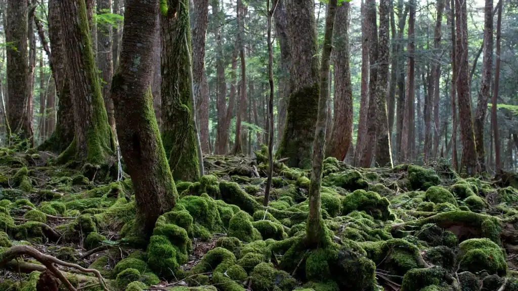 Aokigahara Forest, Japan