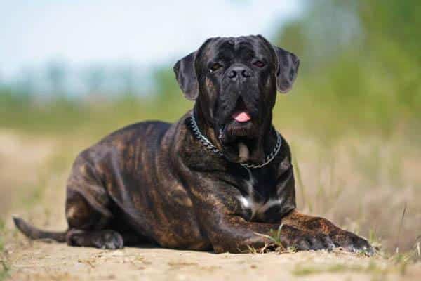 Cane Corso