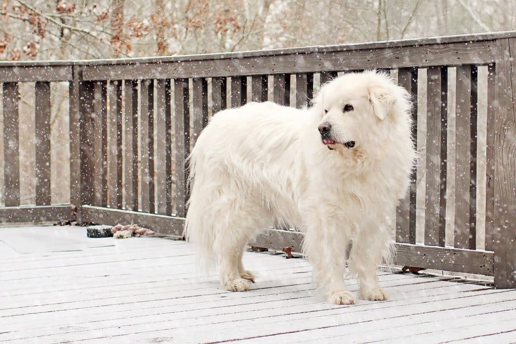 Great Pyrenees