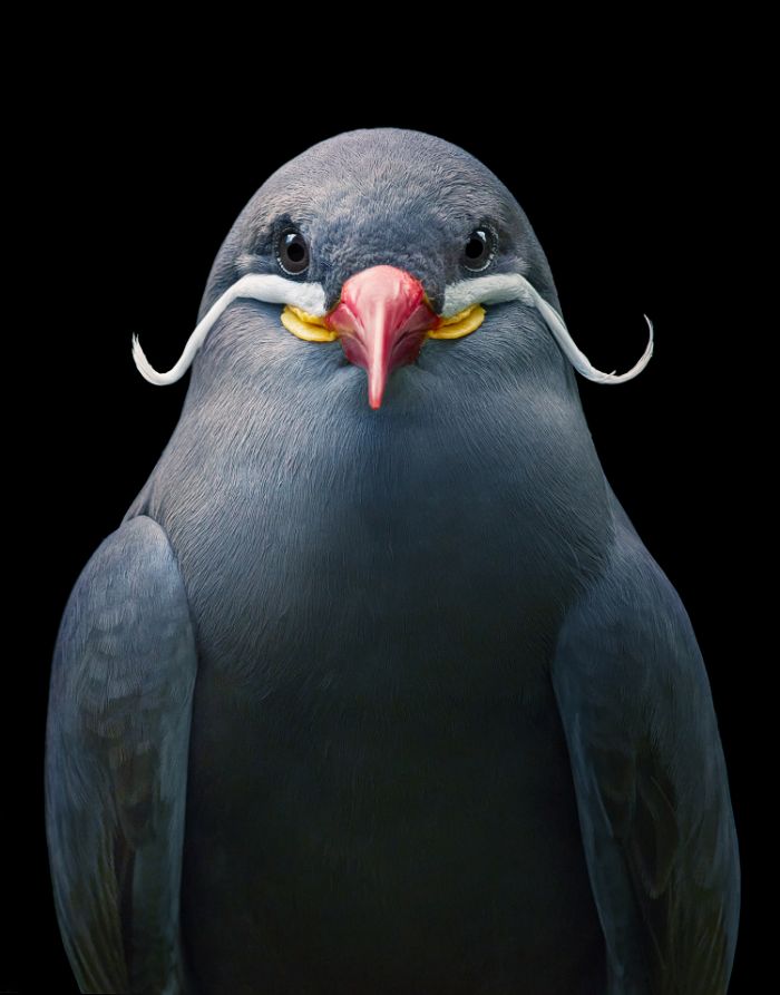 Inca Tern