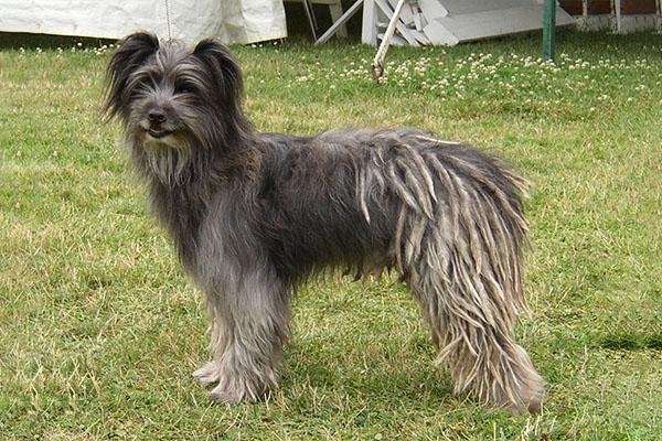 100 Fantastic Dog Breeds You Never Heard Of ! - Bake Huge