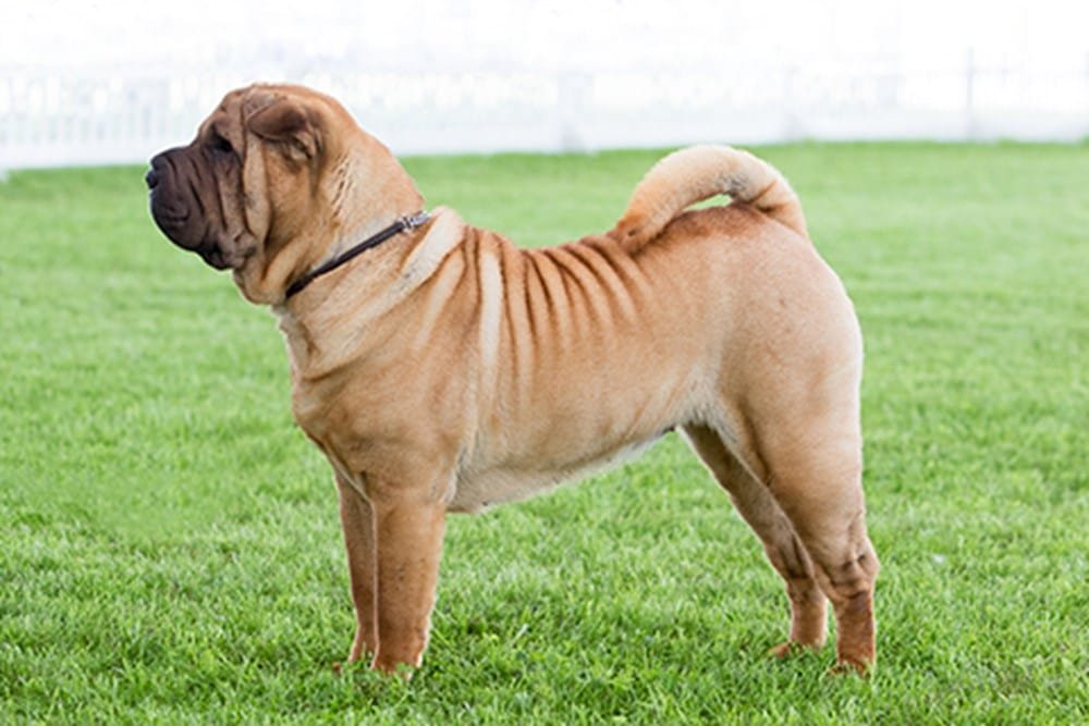 Shar-Pei
