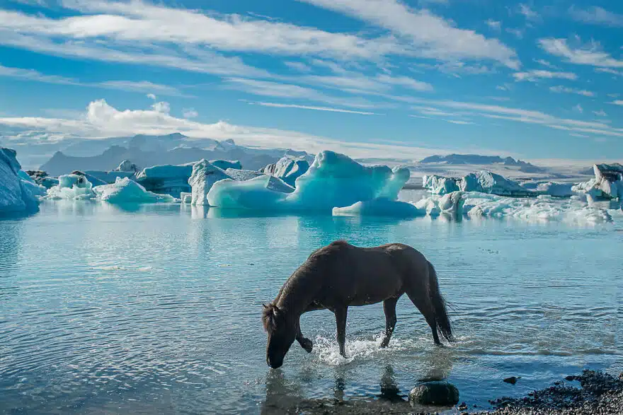 Unicorn Of Glacier