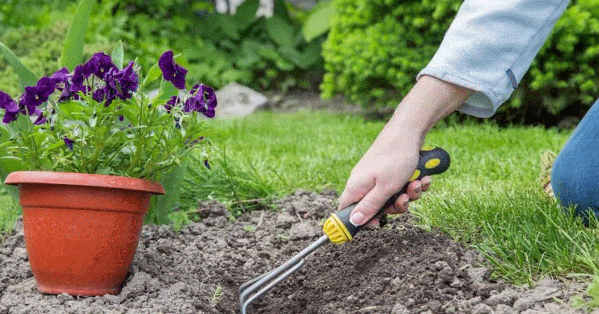 Step-By-Step Guide To Starting Your Own Garden