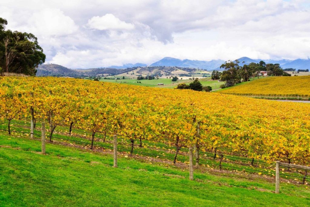 Yarra Valley Wineries- A Delightful Stop For Taste Buds