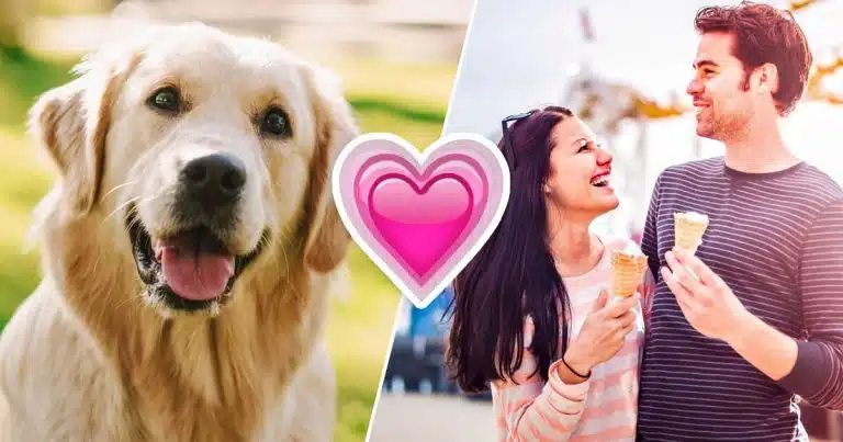 😍 Plan Your Ideal Date And We’ll Reveal Which 🐶 Dog Breed Suits You The Most